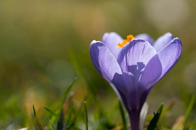 Croco de flor violeta