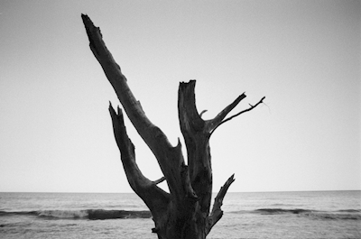 Drzewo Wybrzeża Kredy 1 - Rugia