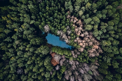 Un lago nella foresta