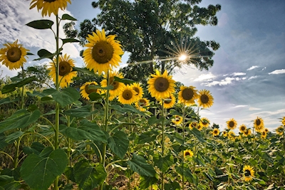 Sunflower vs the sun