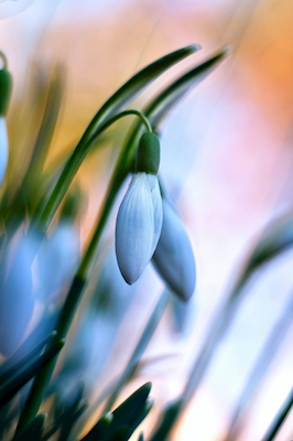 Snowdrops in sunset