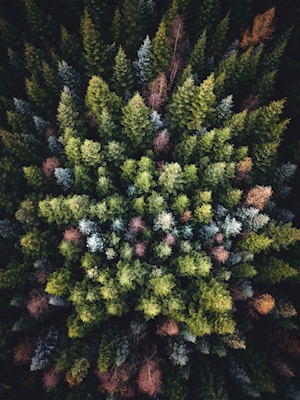 Colorful trees from above