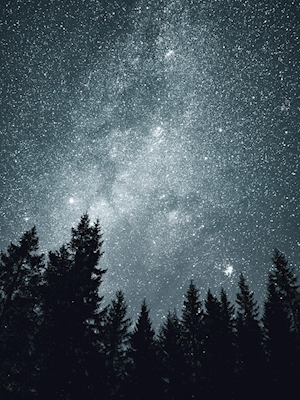 Nightsky stars over the forest