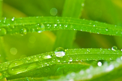 Drops of dew on green grass 