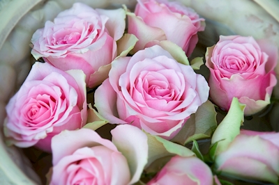 Rosas cor-de-rosa em close-up