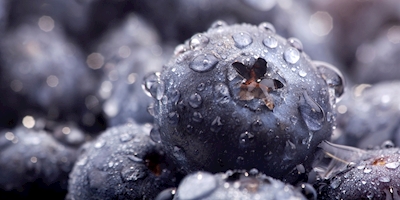 Blueberries with water drops