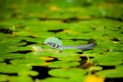 Snake between  water lilys