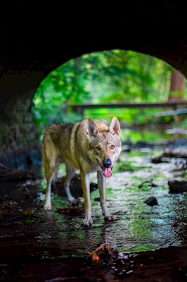 Wolfdog under a bridge