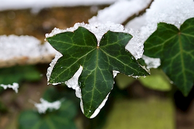 Frozen Ivy