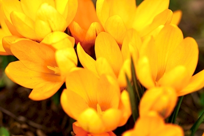 Primavera Amarela