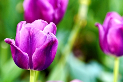 Tulipano Viola