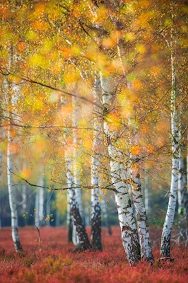 Autumn in the birch grove