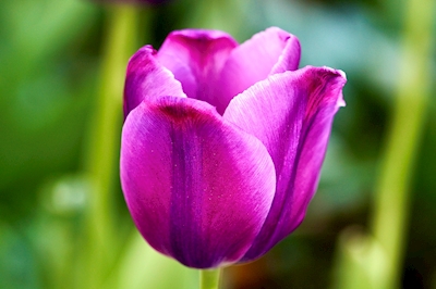 Tulipán morado