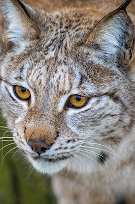 Lynx closeup