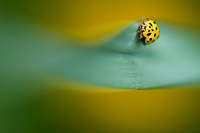 Yellow ladybug on grass