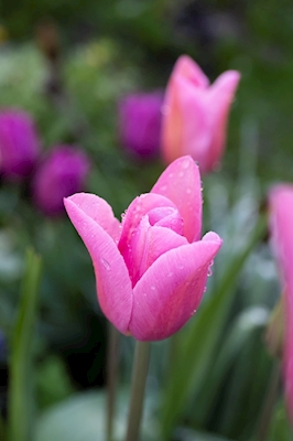 Vaaleanpunaiset tulppaanit