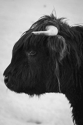 Svartvit Highland Cattle