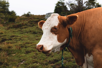 Cow in Austria