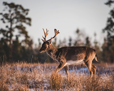 Hluchý jelen v zimní krajině