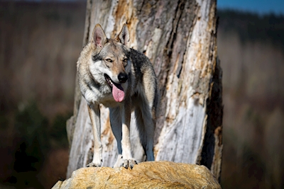 Wolfhound på hans territorium