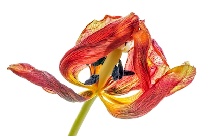 Withered tulip