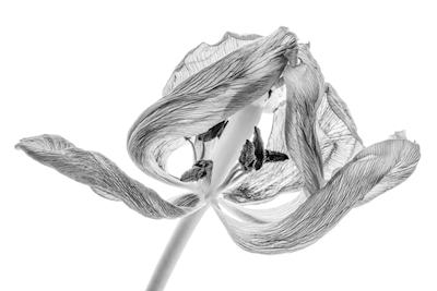 Verwelkte tulp in zwart-wit