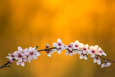 Mandloňové květy