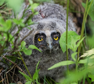 Baby Owl 