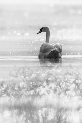 Cisne no lago