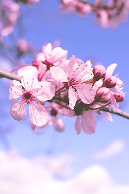 Cherry Blossom Close Up