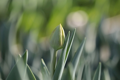 Zelený tulipán