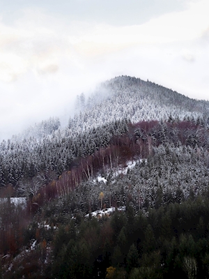 Black Forest in winterchange