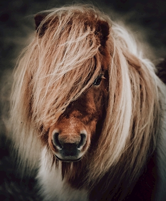 Portrait-Pony in dunkleren Tönen