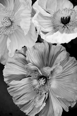 Flores de amapola en bw
