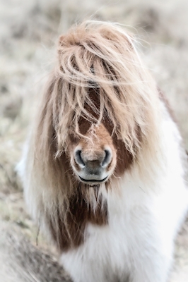 Pony portrait in brigh coulors