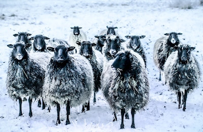 Schafe auf der Winterweide