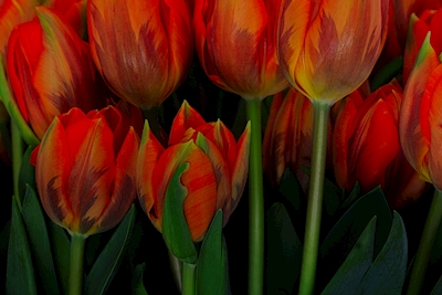 Strauß Prinsesse Irene tulipaner