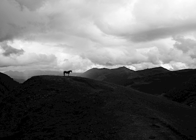 Lonely horse