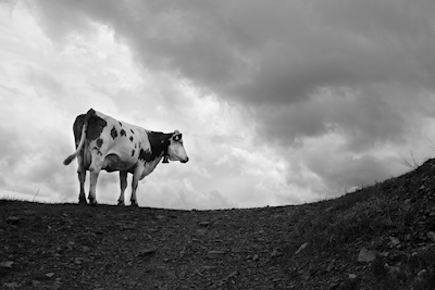 Lehmä pilvissä 
