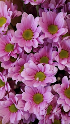 BLOMSTER Pink