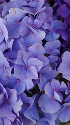 Hortensia sininen