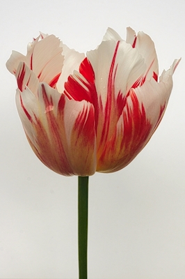 Tulipano di Rembrandt