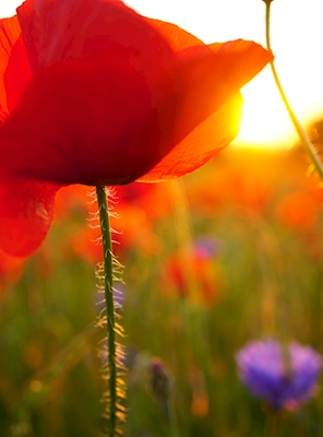 Poppy flower in sunset