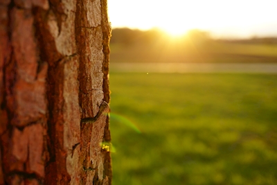 Close-up bark in sunset