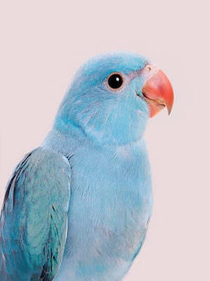 Blue Lovebird
