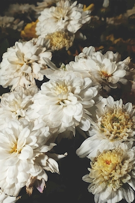 Chrysanthème de jardin