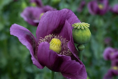 Flor de amapola púrpura