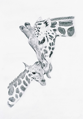 As girafas