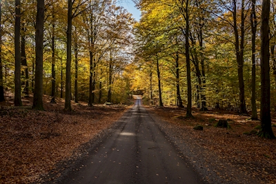 Carretera de otoño
