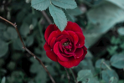 Little red rose, drops of dew